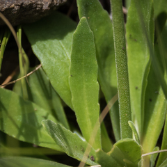Manulea buchneroides