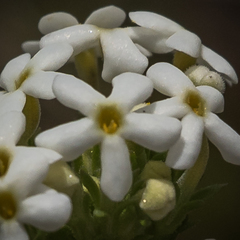 Manulea buchneroides