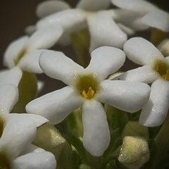 Manulea buchneroides