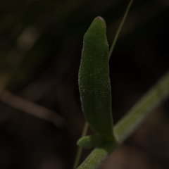 Manulea buchneroides