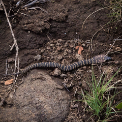 Hemachatus haemachatus