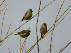 Chloris sinica