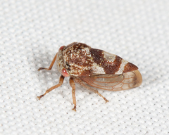 Cyrtolobus pallidifrontis