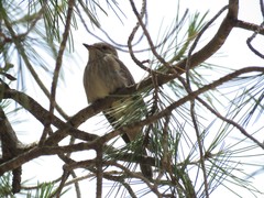 Muscicapa striata striata