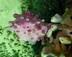 Pyura spinifera