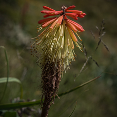 Kniphofia caulescens