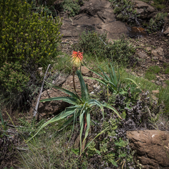 Kniphofia caulescens