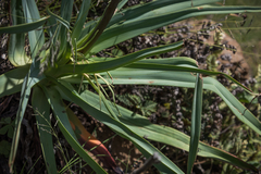 Kniphofia caulescens