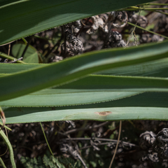 Kniphofia caulescens