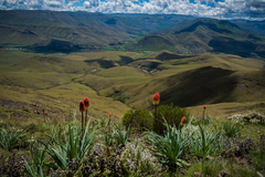 Kniphofia caulescens