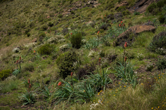 Kniphofia caulescens