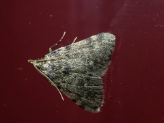 Aglossa pinguinalis