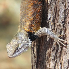Sceloporus uniformis