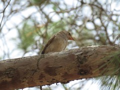 Passer domesticus tingitanus