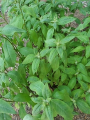 Lysimachia clethroides