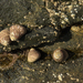 Phorcus - Photo (c) bathyporeia, osa oikeuksista pidätetään (CC BY-NC-ND)