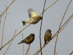 Chloris sinica