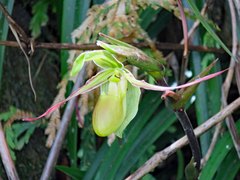 Phragmipedium longifolium