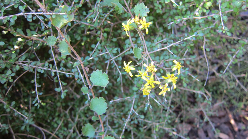 Brachyglottis sciadophila