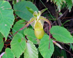 Phragmipedium longifolium