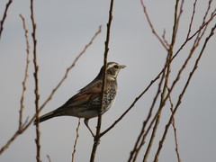 Turdus eunomus