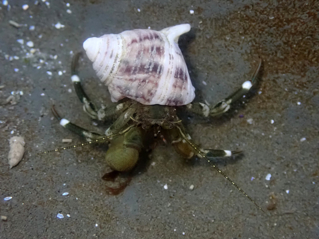 Pacific Hairy Hermit Crab (Arthropods at Odiorne) · iNaturalist