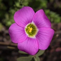 Oxalis smithiana