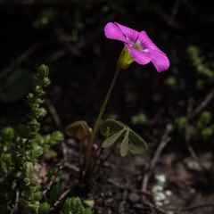 Oxalis smithiana