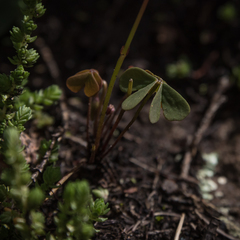 Oxalis smithiana