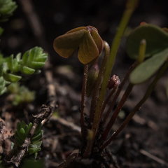 Oxalis smithiana