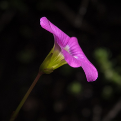 Oxalis smithiana