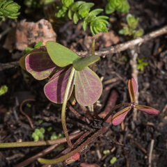Oxalis smithiana