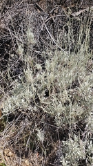 Eriogonum wrightii trachygonum