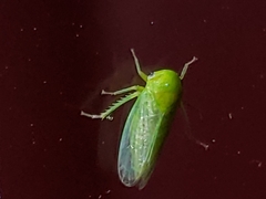 Macropsis