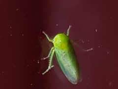 Macropsis