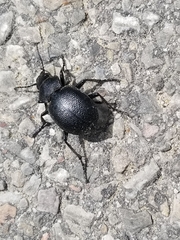 Calosoma luxatum