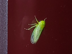 Macropsis