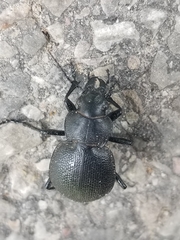 Calosoma luxatum