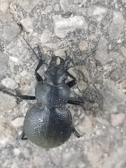 Calosoma luxatum