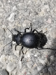 Calosoma luxatum