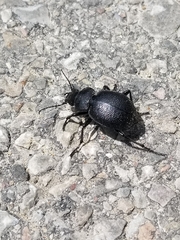 Calosoma luxatum
