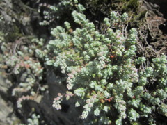 Sedum brevifolium