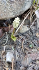 Lomatium fusiformis