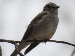 Muscicapa striata striata