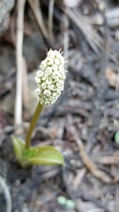 Lomatium fusiformis