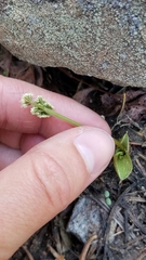 Lomatium fusiformis