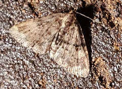 Metalectra richardsi