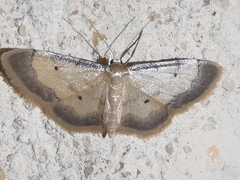 Idaea politaria