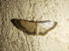 Idaea politaria