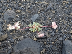 Calyptridium monospermum